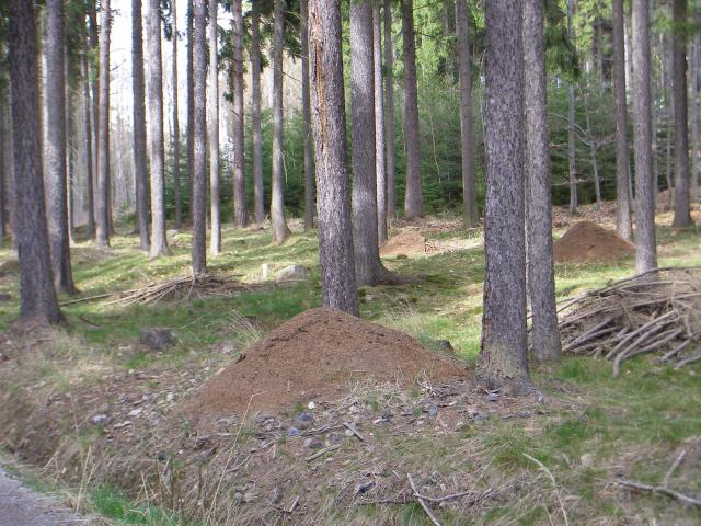 Mraveniště typická pro Mlaku